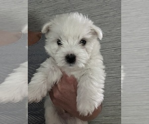 West Highland White Terrier Puppy for sale in LAKE FOREST, IL, USA