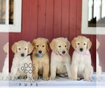 Small #1 Golden Retriever