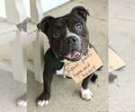 Small #3 American Pit Bull Terrier-Bulldog Mix