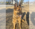 Small German Shepherd Dog
