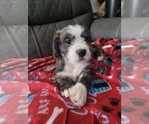 American Pit Bull Terrier-Shih Tzu Mix Puppy for sale in BALTIMORE, MD, USA