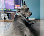 Small #2 Mutt