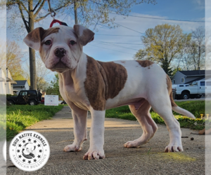 American Bulldog Puppy for sale in NORTH RIDGEVILLE, OH, USA