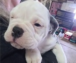 Puppy 3 Olde English Bulldogge