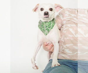 Wiley - Male Chihuahua-Unknown Mix Dog for Adoption - Photo #2