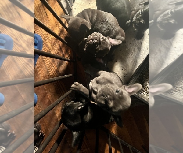 Medium Photo #14 French Bulldog Puppy For Sale in CLARKS SUMMIT, PA, USA