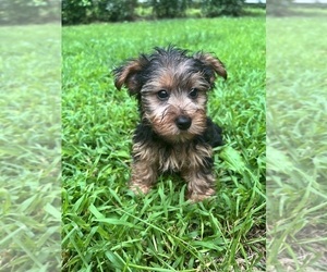 Yorkshire Terrier Puppy for sale in DURHAM, CT, USA