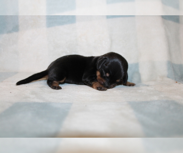 Medium Photo #7 Dachshund Puppy For Sale in BLMGTN, IN, USA