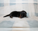 Small #6 Dachshund