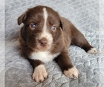 Small Photo #4 Australian Shepherd Puppy For Sale in DOWELLTOWN, TN, USA