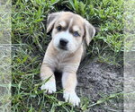 Small Anatolian Shepherd Mix