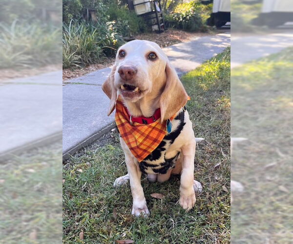 Medium Photo #7 Beagle Puppy For Sale in Dunnellon, FL, USA