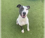 Small #1 American Pit Bull Terrier Mix