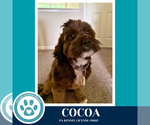 Small #14 Shih Tzu Mix