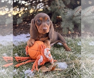 Dachshund Puppy for sale in MIDDLEBURY, IN, USA