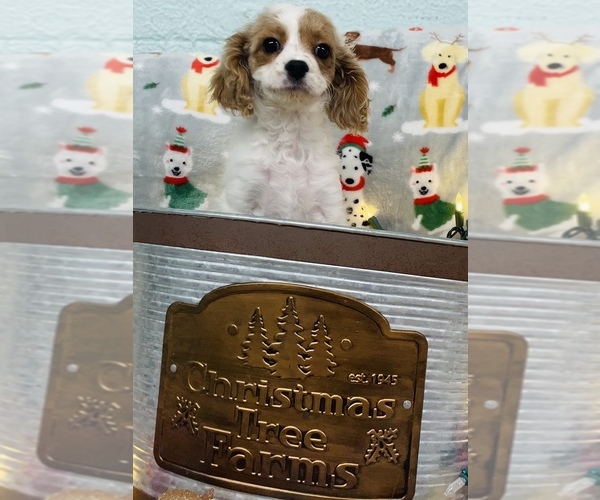 Medium Photo #3 Cavalier King Charles Spaniel-Poodle (Toy) Mix Puppy For Sale in CINCINNATI, OH, USA