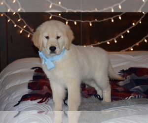 English Cream Golden Retriever Puppy for sale in ARCANUM, OH, USA