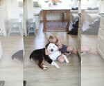 Small #3 Australian Shepherd