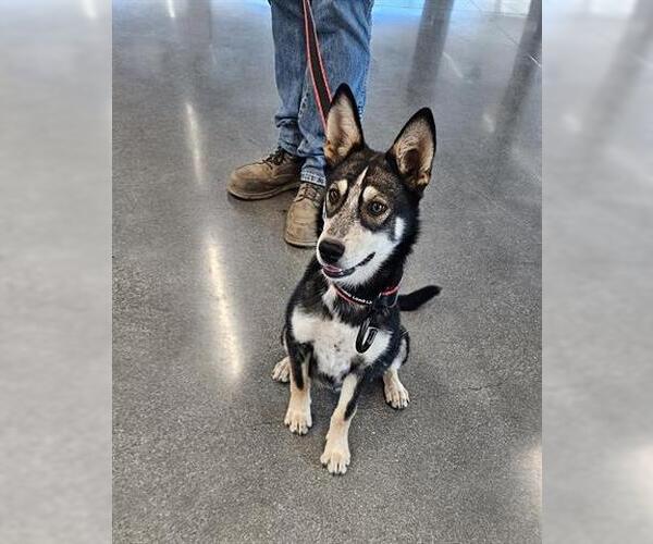 Medium Photo #1 Siberian Husky Puppy For Sale in San Martin, CA, USA