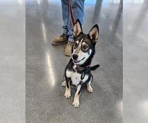 Siberian Husky Dogs for adoption in San Martin, CA, USA