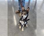 Small Siberian Husky
