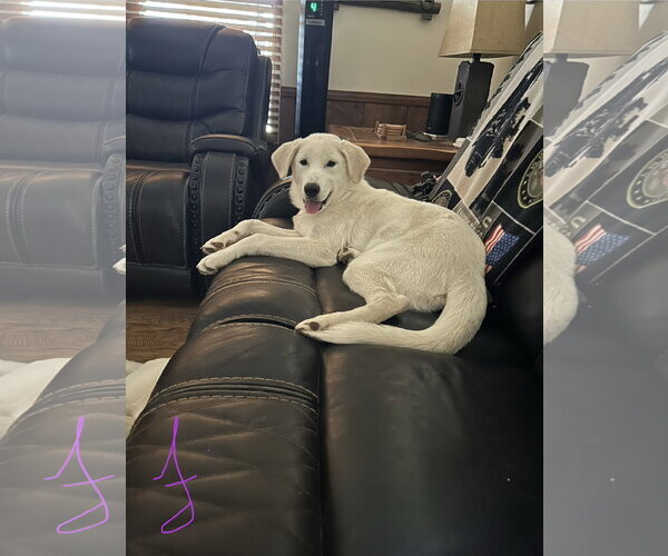 Medium Photo #1 Great Pyrenees-Unknown Mix Puppy For Sale in Dallas, TX, USA