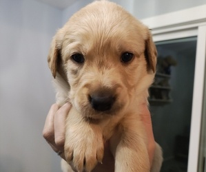 Goldendoodle-Labrador Retriever Mix Puppy for sale in LAWRENCEVILLE, PA, USA