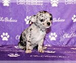 Small Photo #50 Chihuahua Puppy For Sale in CHARLESTON, AR, USA