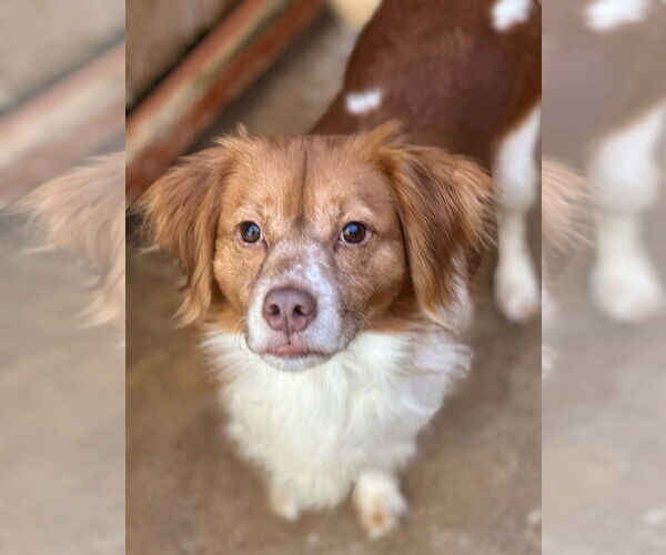Medium Photo #8 Colonial Cocker Spaniel-Unknown Mix Puppy For Sale in Oak Bluffs, MA, USA