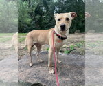 Small #3 Labrador Retriever Mix