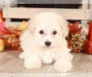 Bichpoo Puppy for sale in MOUNT VERNON, OH, USA