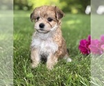 Small #6 Morkie