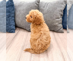 Small #3 Miniature Labradoodle