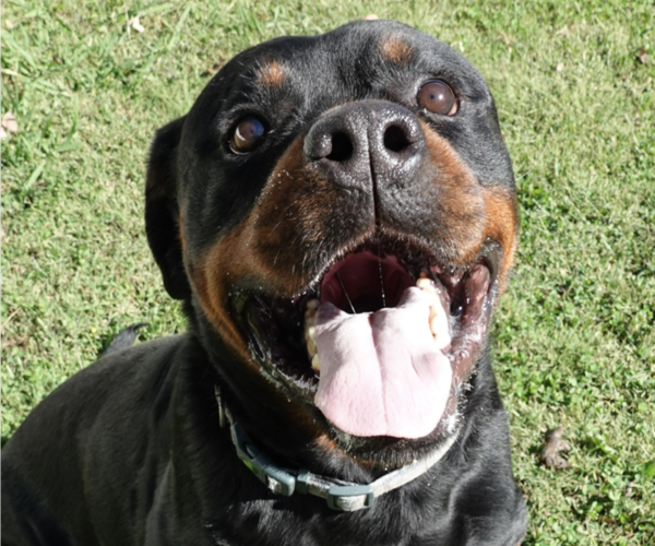 Medium Photo #2 Rottweiler Puppy For Sale in S CHARLESTON, WV, USA