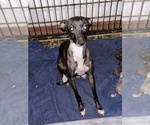 Small Photo #1 Italian Greyhound Puppy For Sale in STILLWATER, OK, USA