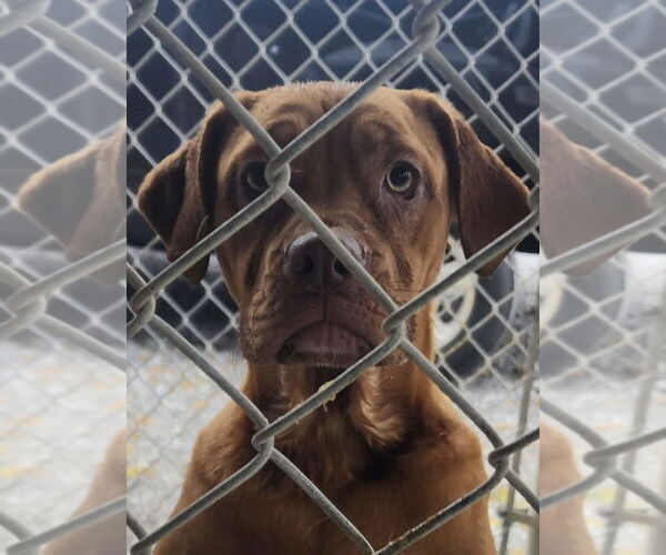 Medium Photo #7 Boxweiler Puppy For Sale in Pottstown, PA, USA