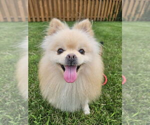 Pomeranian Dogs for adoption in Mundelein, IL, USA
