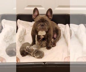 Mother of the French Bulldog puppies born on 11/29/2025