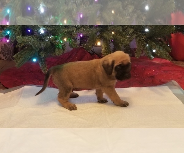 Medium Photo #5 Mastiff Puppy For Sale in FULTON, NY, USA