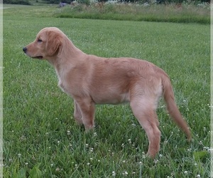 Golden Retriever Puppy for sale in FREDERICKSBURG, OH, USA