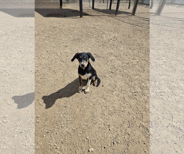 Medium Photo #1 Mutt Puppy For Sale in Maquoketa, IA, USA