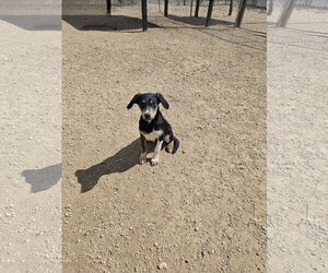 Mutt Dogs for adoption in Maquoketa, IA, USA