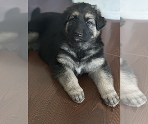 German Shepherd Dog Puppy for sale in BRISTOL, CT, USA