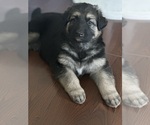 Small German Shepherd Dog