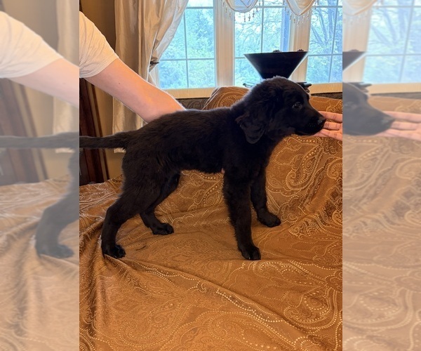 Medium Photo #3 Flat Coated Retriever Puppy For Sale in ROSE HILL, KS, USA