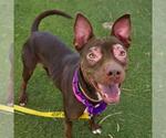 *PRALINE - Female Mutt Dog for Adoption - Small photo