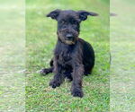 Small Mutt