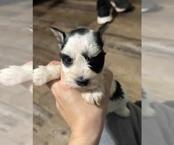 Medium Photo #4 Schnauzer (Miniature) Puppy For Sale in LANE, OK, USA