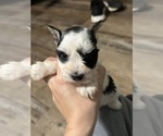 Small Photo #4 Schnauzer (Miniature) Puppy For Sale in LANE, OK, USA