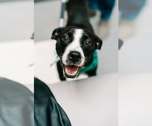 Preston - Male Mutt Dog for Adoption - Photo #9